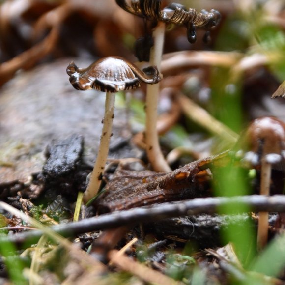 Tamron SP AF Aspherical XR Di LD 28-75mm F2.8 - Picture 2 of 3